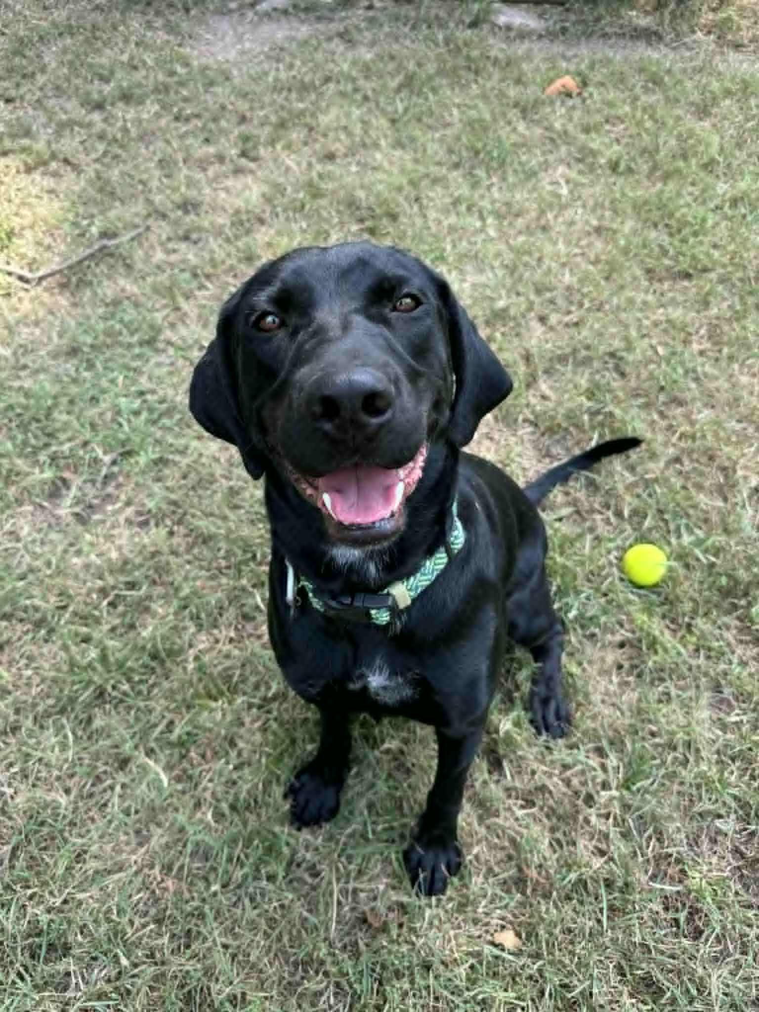 Enlarge Toby & Loki!!!, a ADOPTABLE mixed breed in Leon, KS image 3/4