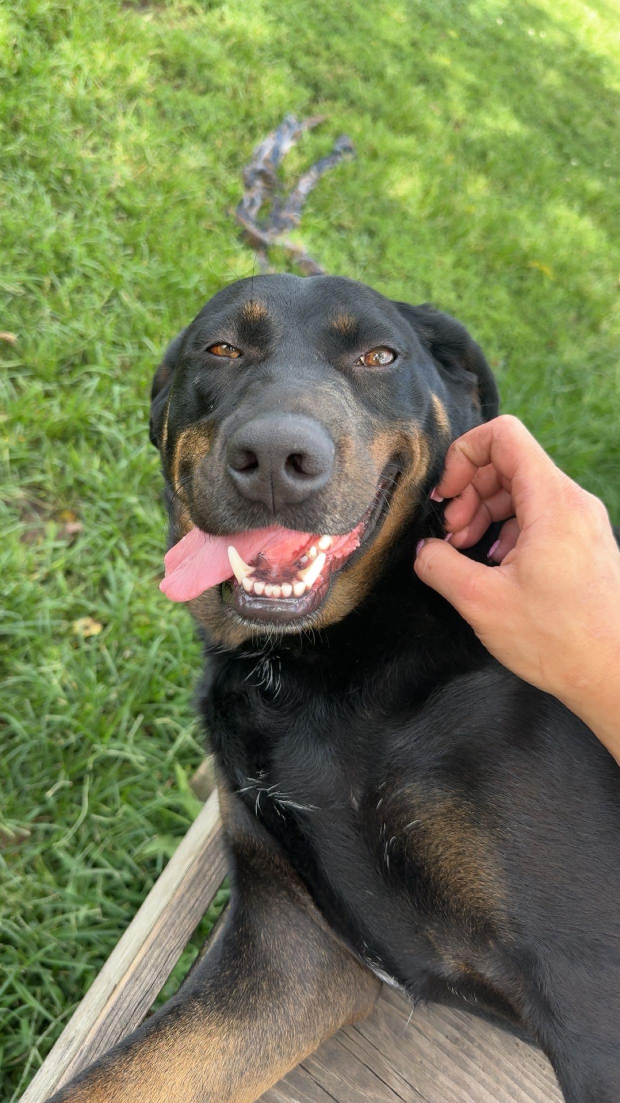 Toby, ADOPTABLE, Adult Male Black Labrador Retriever & Black and Tan Coonhound.