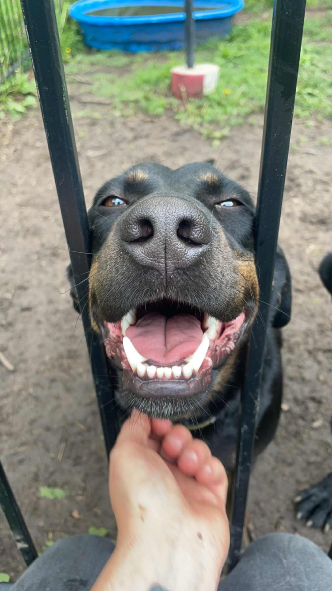 Enlarge Toby & Loki!!!, a ADOPTABLE mixed breed in Leon, KS image 2/4