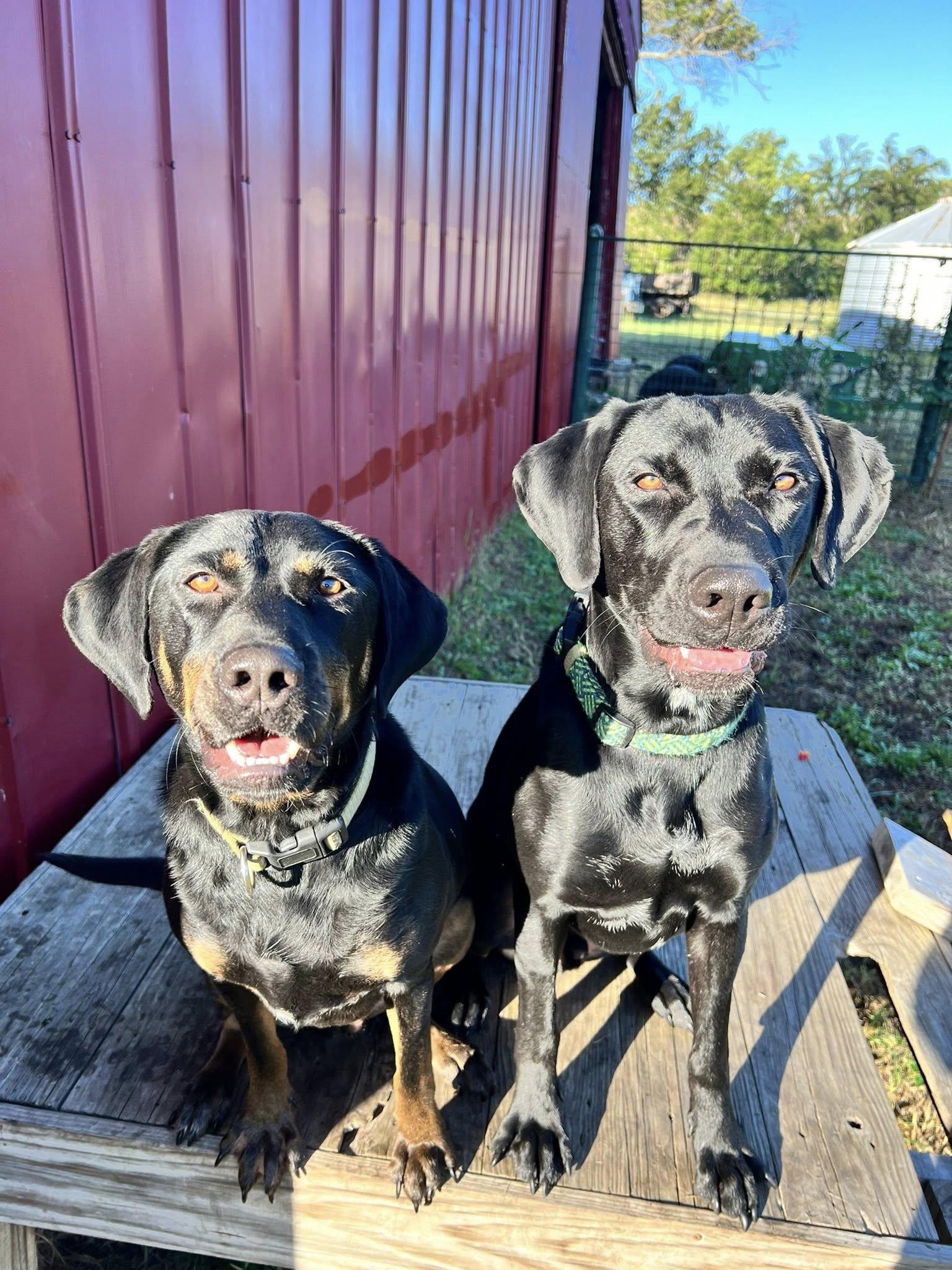 Enlarge Toby & Loki!!!, a ADOPTABLE mixed breed in Leon, KS image 1/4