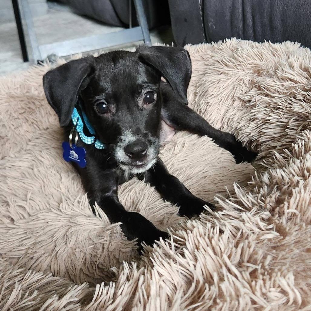 Carlisle, Adoptable, Puppy Male Terrier & Mixed Breed.