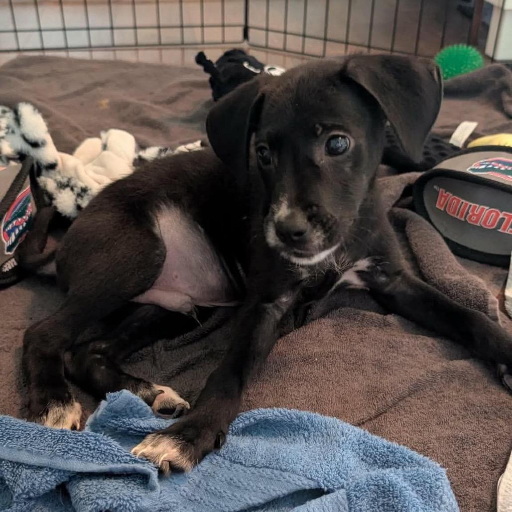 Enlarge Carlisle, a Adoptable mixed breed in St. Charles, IL image 2/6