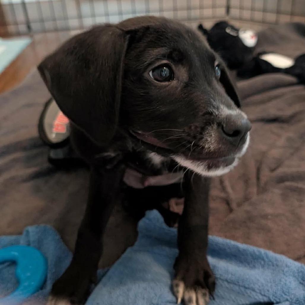 Enlarge Carlisle, a Adoptable mixed breed in St. Charles, IL image 3/6