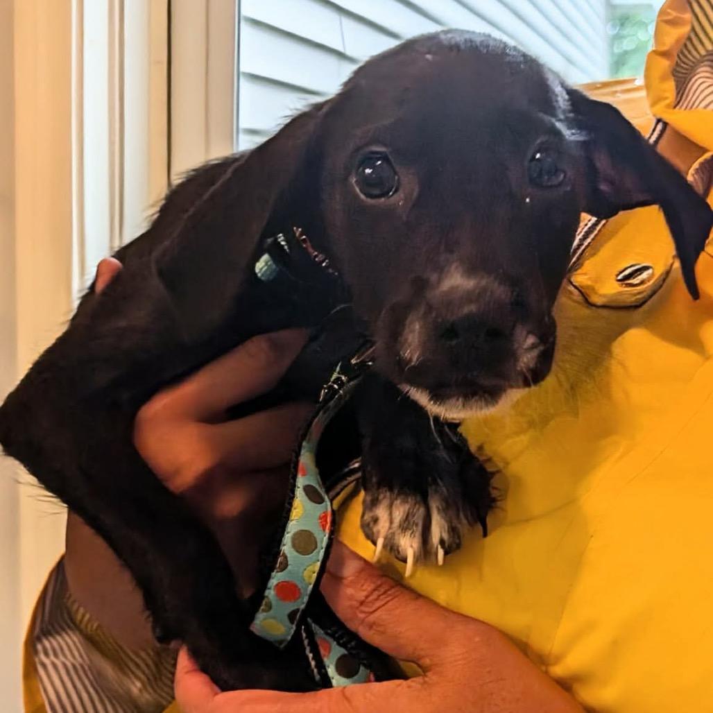 Enlarge Carlisle, a Adoptable mixed breed in St. Charles, IL image 5/6