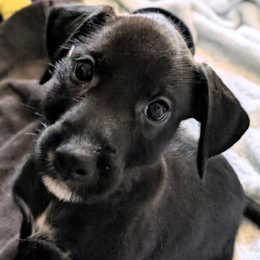 Enlarge Carlisle, a Adoptable mixed breed in St. Charles, IL image 6/6