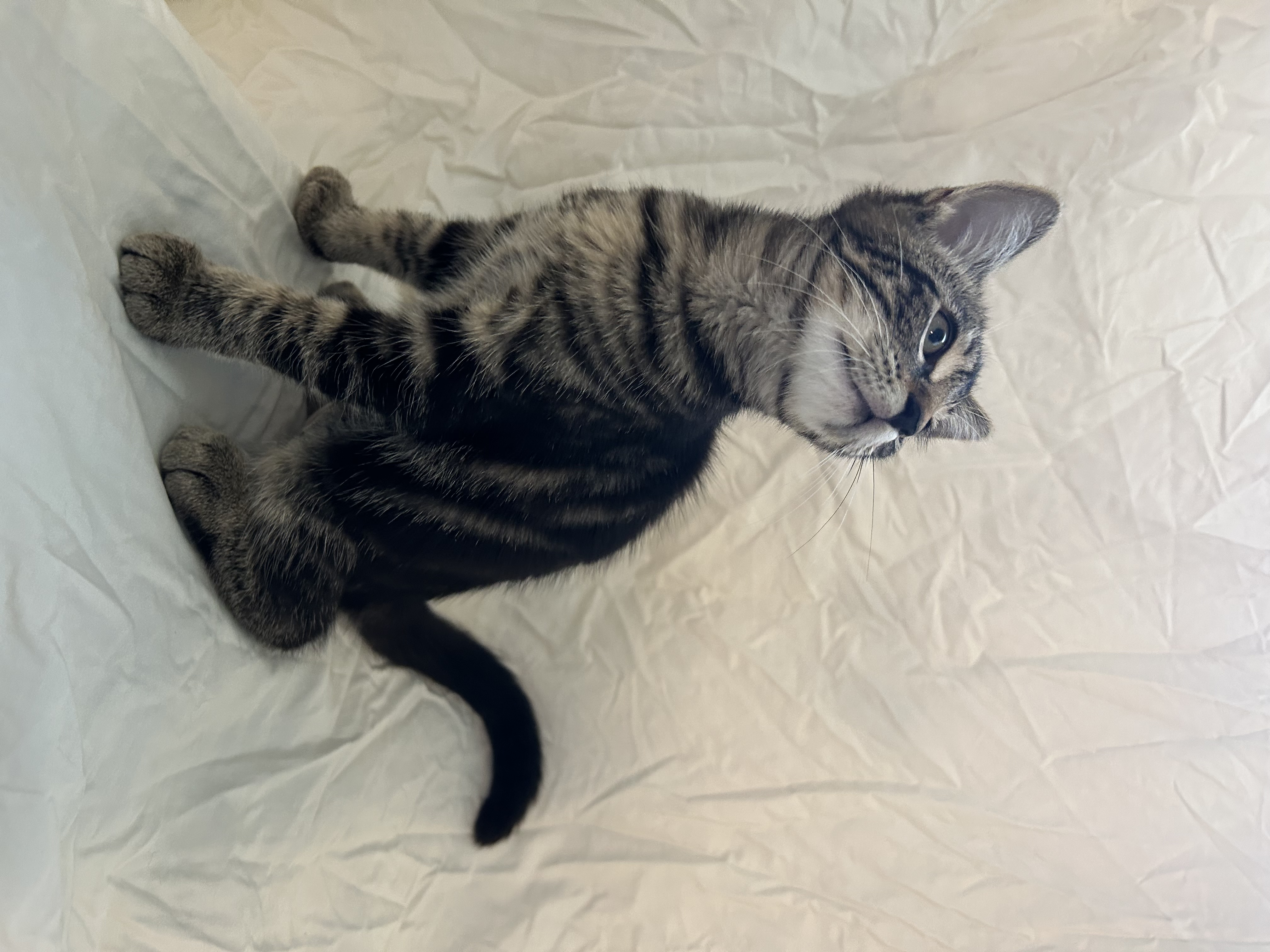 Cat for adoption Milo (hurricane kitties), a Domestic Short Hair in