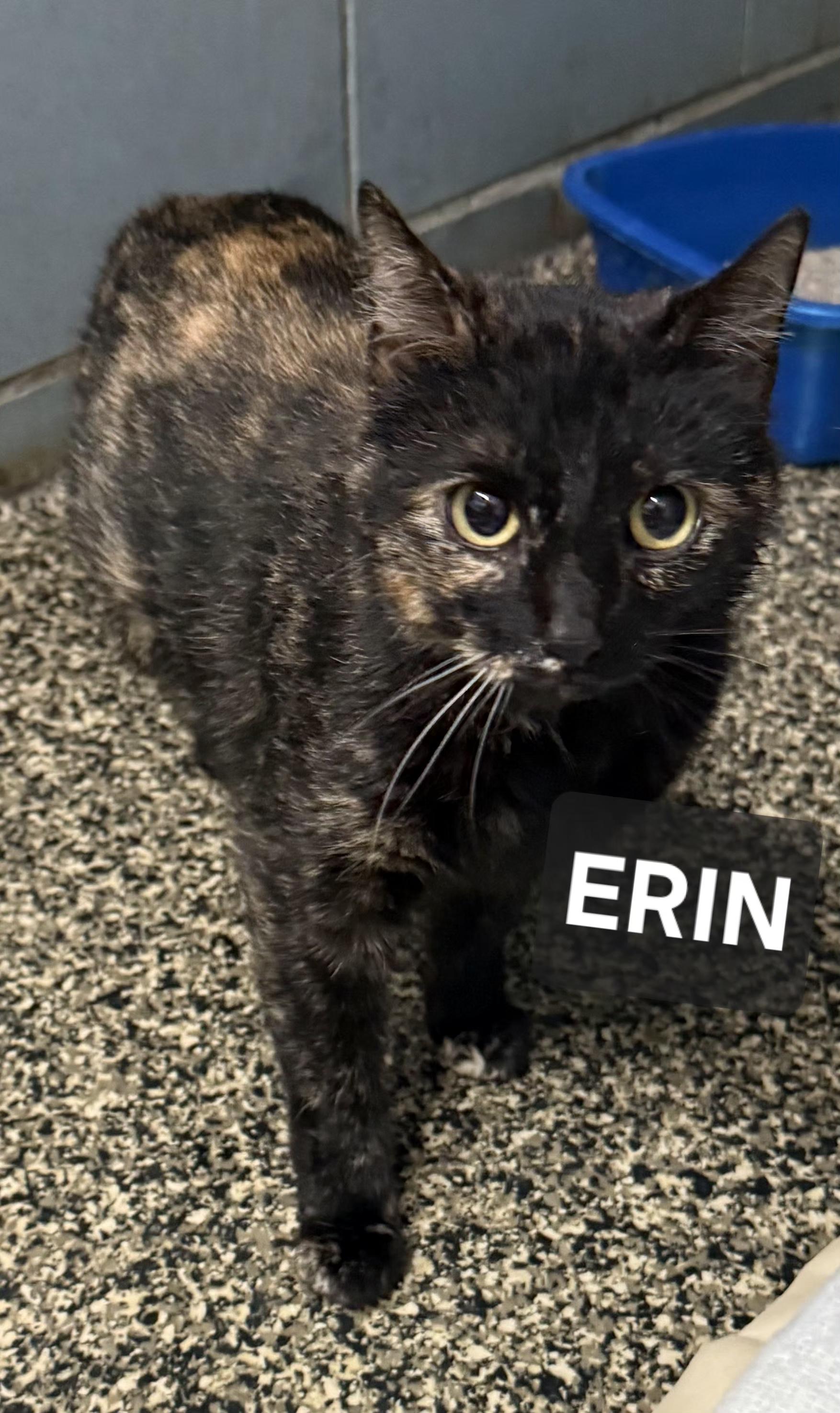 Erin, ADOPTABLE, Young Female Tortoiseshell.