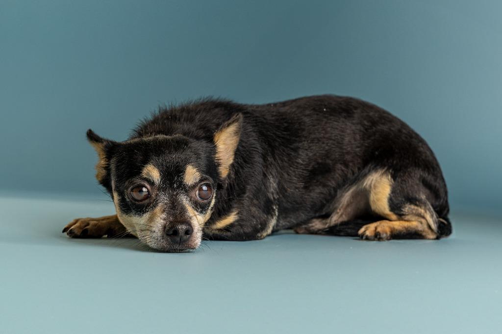 Chico