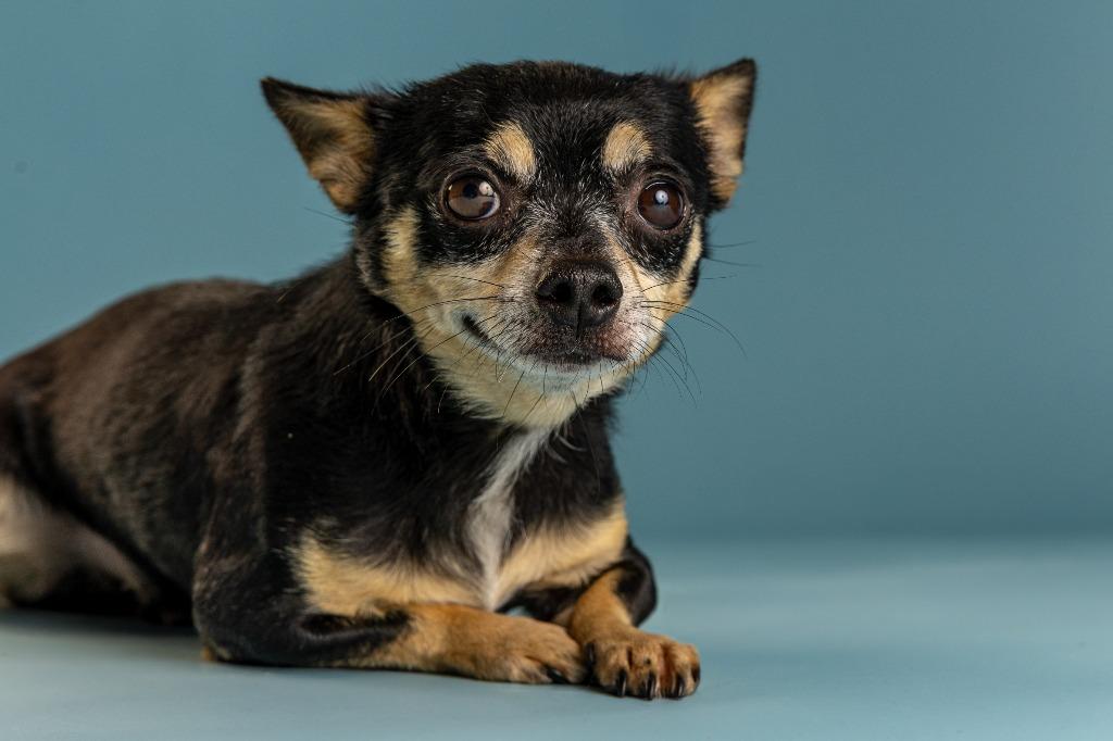 Chico