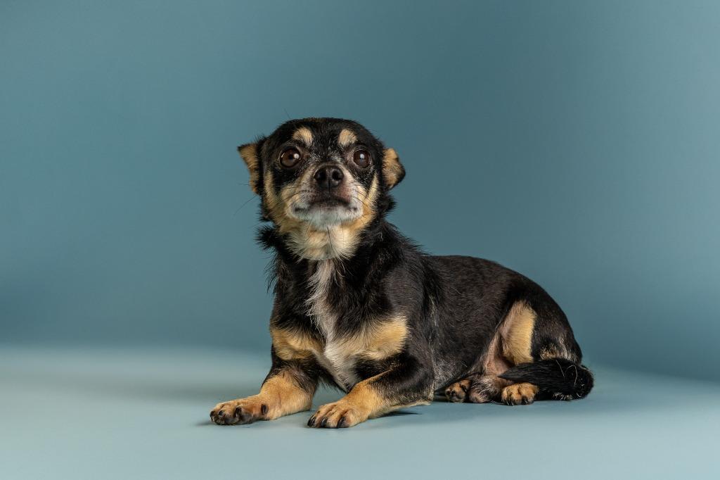 Chico