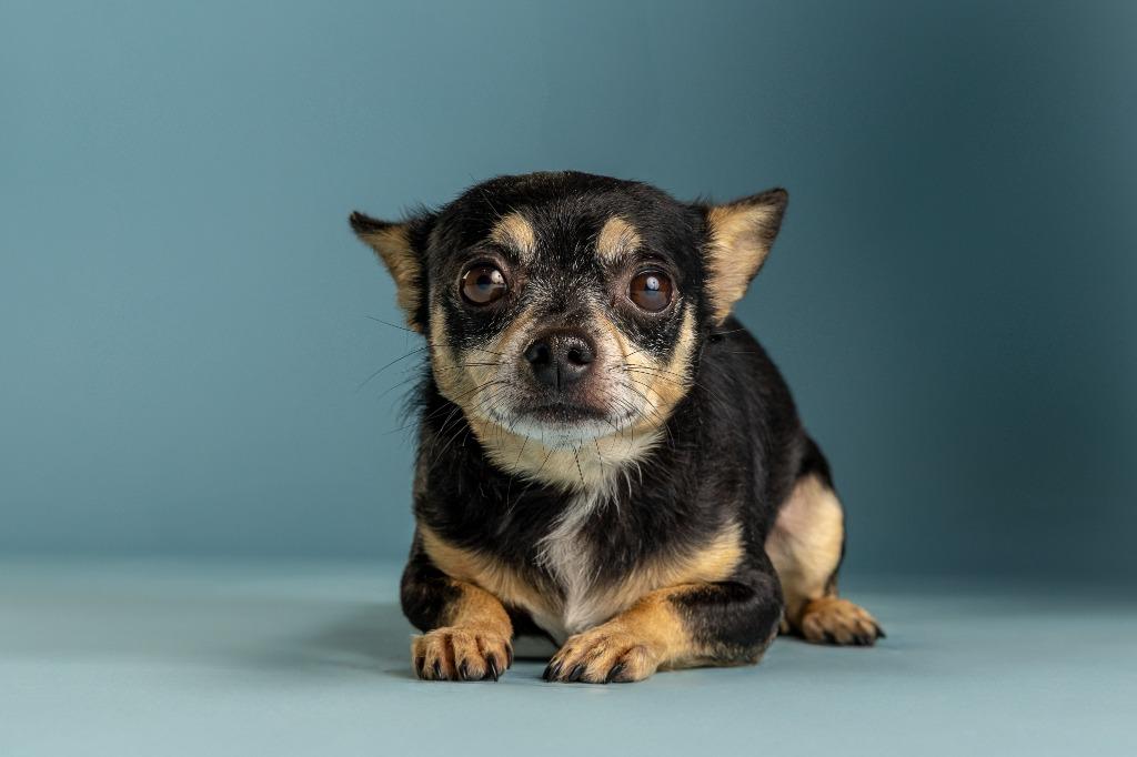 Chico