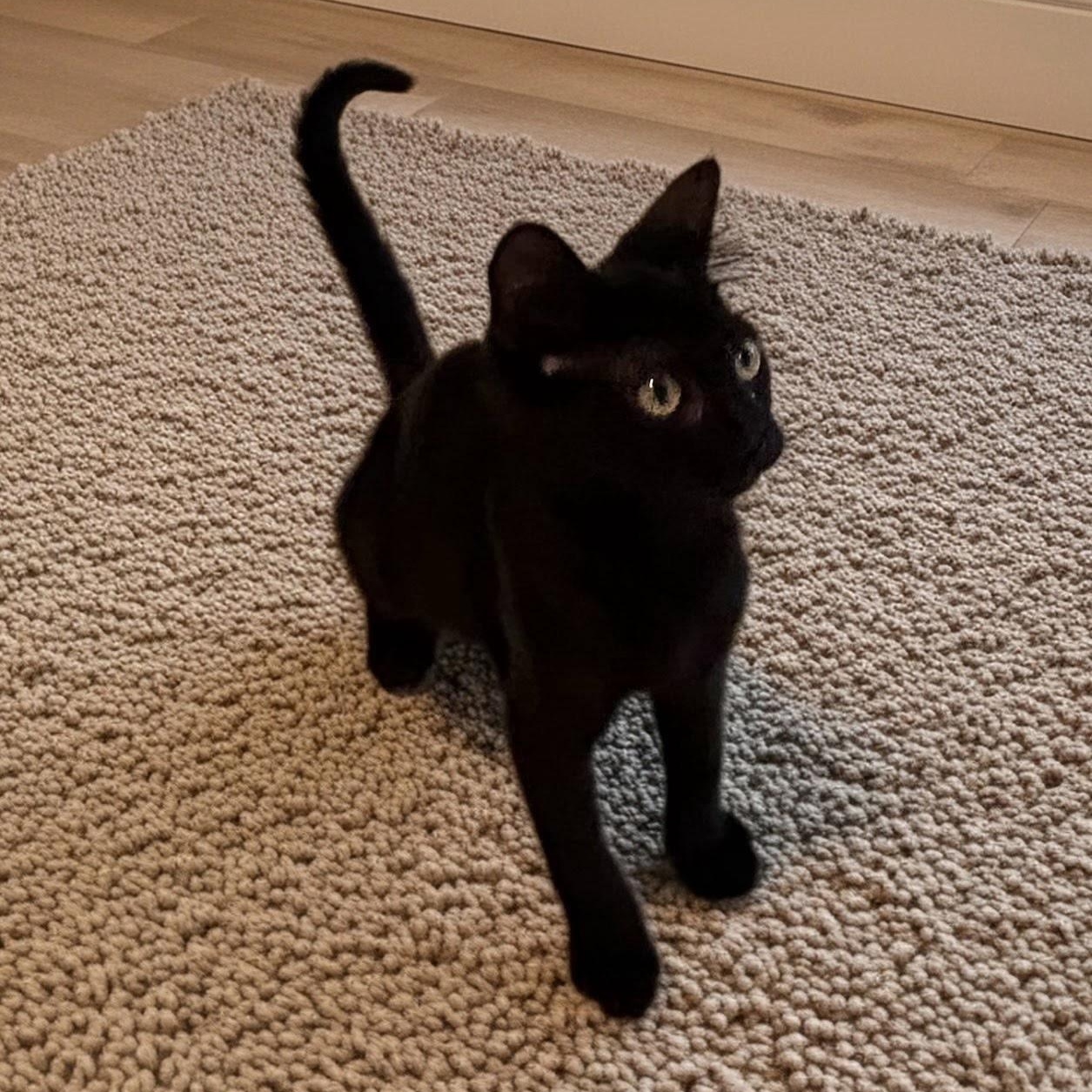 Enlarge Inayah, an adopted Domestic Short Hair in Norwalk, CT image 1/1