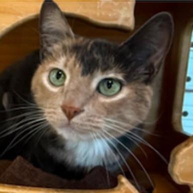 Catarina, Adoptable, Senior Female Domestic Short Hair.