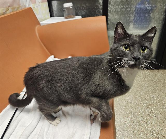 Enlarge GAGE, a Adoptable Domestic Short Hair in Clyde, NC image 1/1