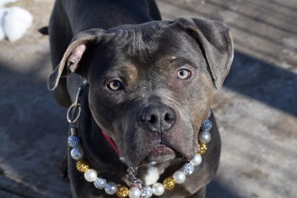 Lavendar, Adoptable, Young Female Mixed Breed.