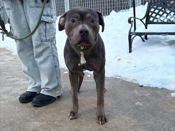 Enlarge Lavendar, a Adoptable mixed breed in Staten Island, NY image 3/6