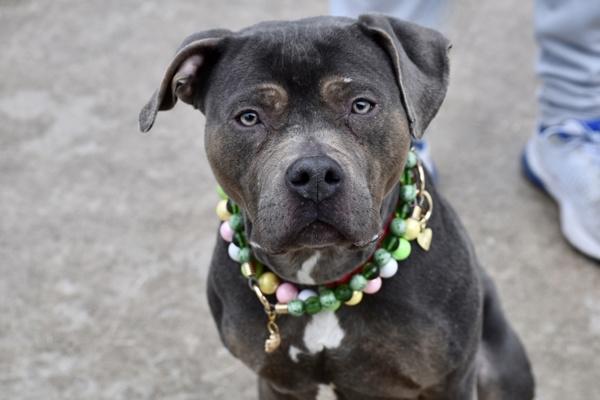 Enlarge Lavendar, a Adoptable mixed breed in Staten Island, NY image 4/6