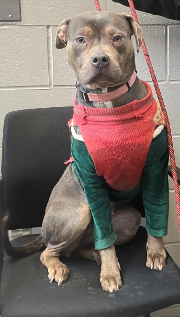 Enlarge Lavendar, a Adoptable mixed breed in Staten Island, NY image 5/6