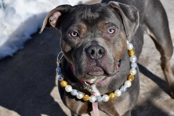 Enlarge Lavendar, a Adoptable mixed breed in Staten Island, NY image 6/6