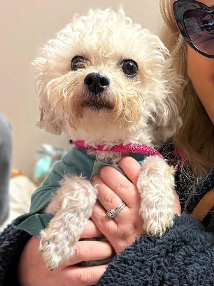 Barbie, Adoptable, Adult Female Maltese & Poodle.