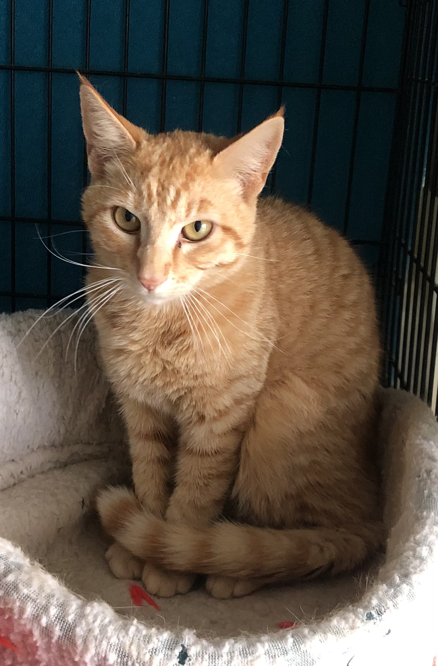 Cheddar, Adoptable, Adult Male Domestic Short Hair.