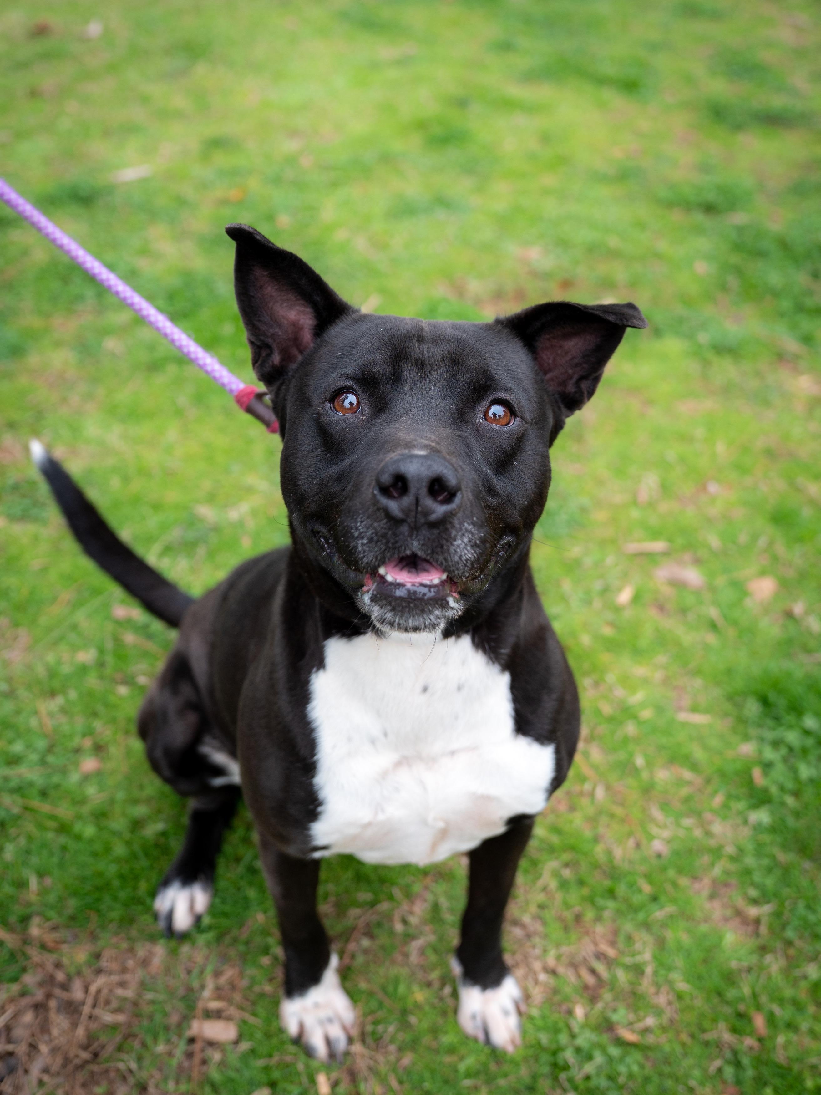 Sanrio, a ADOPTABLE mixed breed in Roswell, GA image 1/5