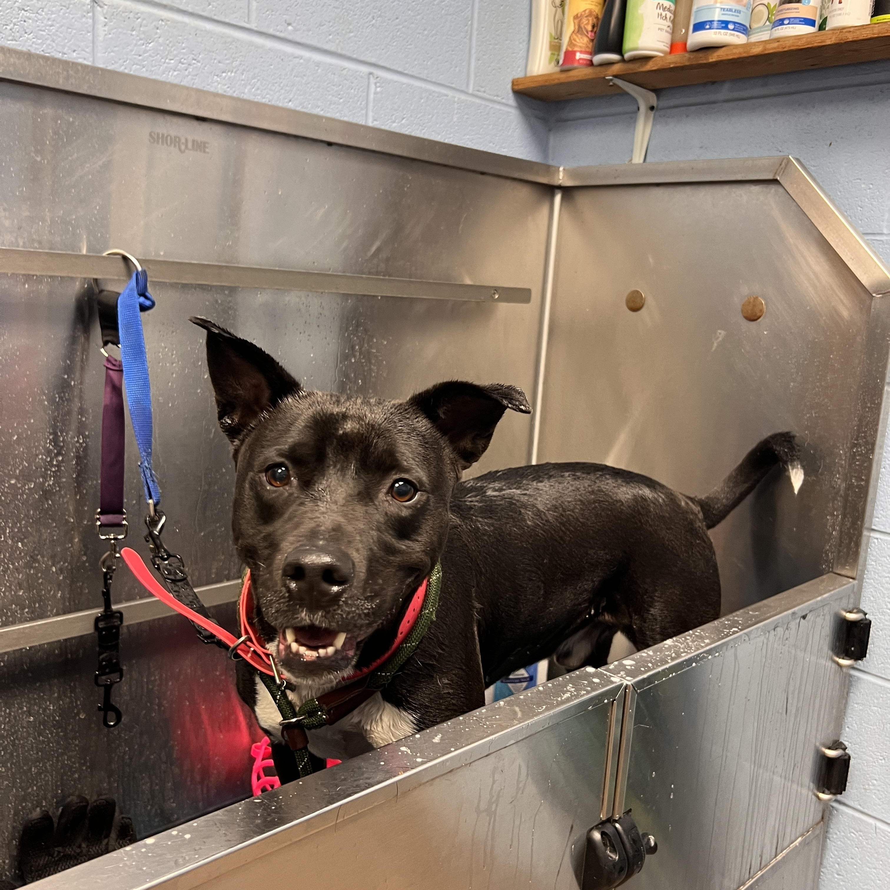 Sanrio, a ADOPTABLE mixed breed in Roswell, GA image 5/5