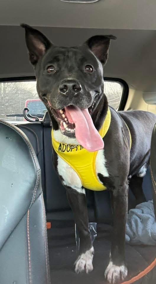 Sanrio, a ADOPTABLE mixed breed in Roswell, GA image 2/5