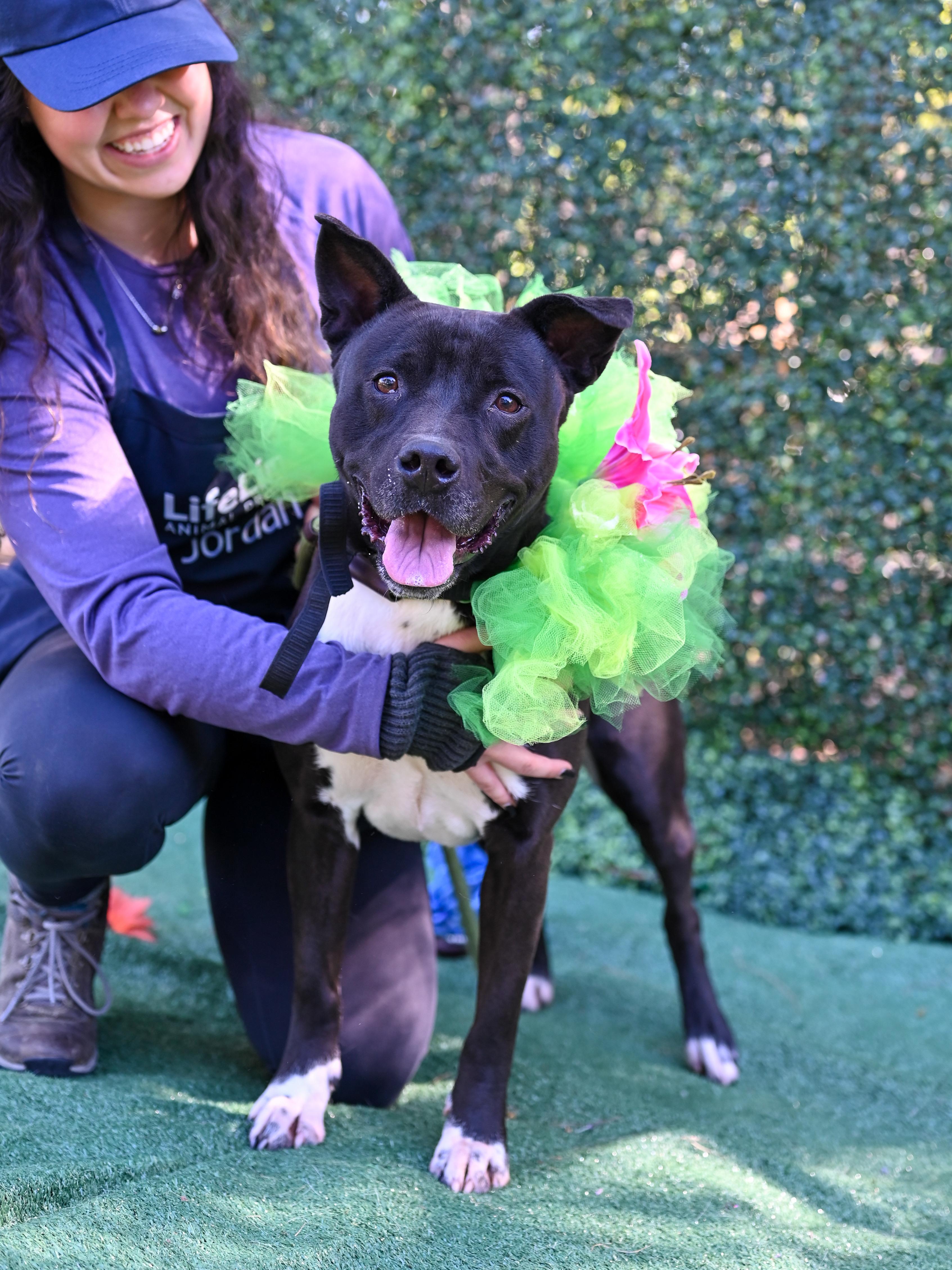 Sanrio, a ADOPTABLE mixed breed in Roswell, GA image 4/5