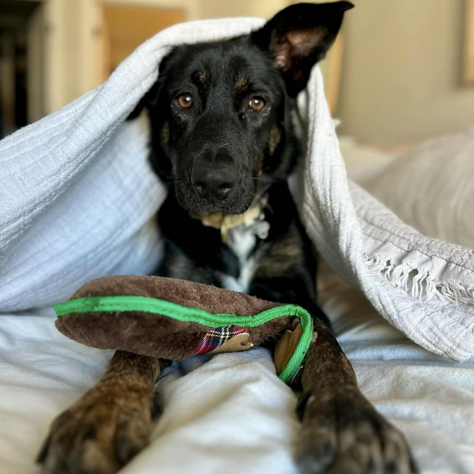 Enlarge Leia, a ADOPTABLE mixed breed in Mississauga, ON image 4/5