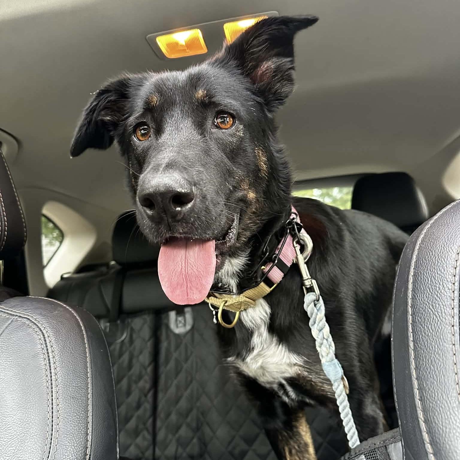 Enlarge Leia, a ADOPTABLE mixed breed in Mississauga, ON image 1/5