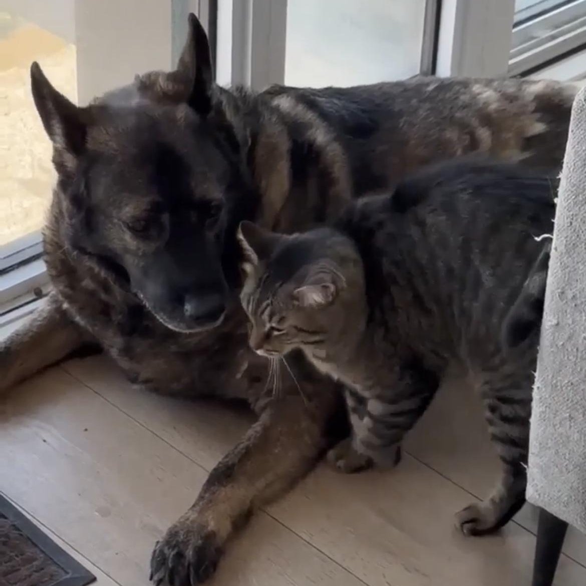 Enlarge Lizzie, a Adoptable mixed breed in Richmond Hill, ON image 5/6