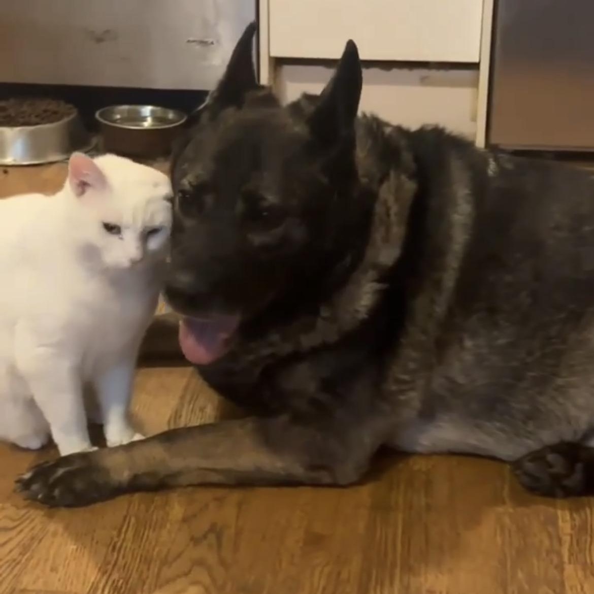 Enlarge Lizzie, a Adoptable mixed breed in Richmond Hill, ON image 1/6