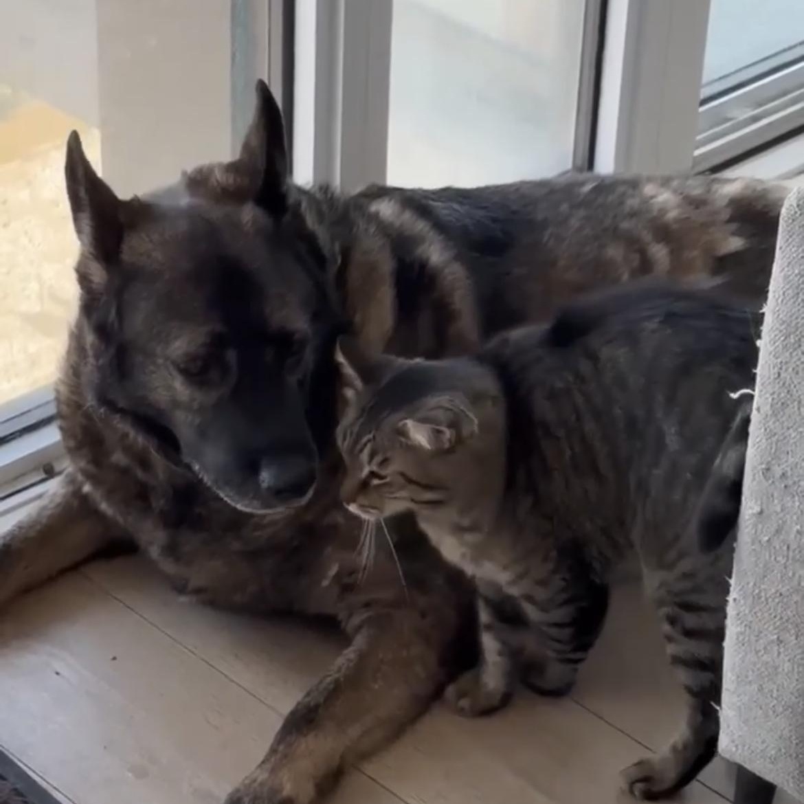 Enlarge Lizzie, a Adoptable mixed breed in Richmond Hill, ON image 6/6