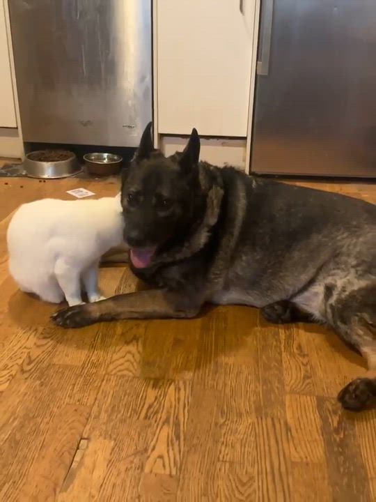 Enlarge Lizzie, a Adoptable mixed breed in Richmond Hill, ON video 3/6