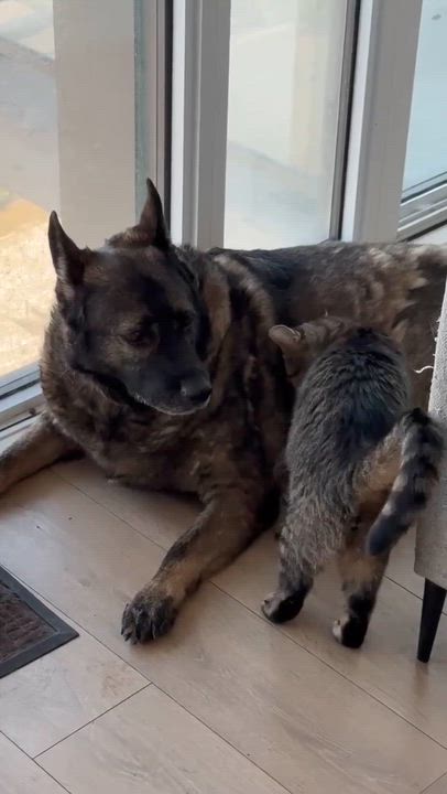 Enlarge Lizzie, a Adoptable mixed breed in Richmond Hill, ON video 4/6