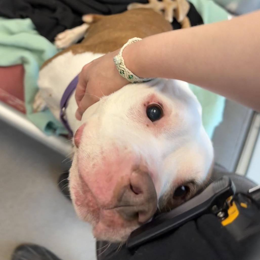 Dorothy, Adoptable, Adult Female Mixed Breed.