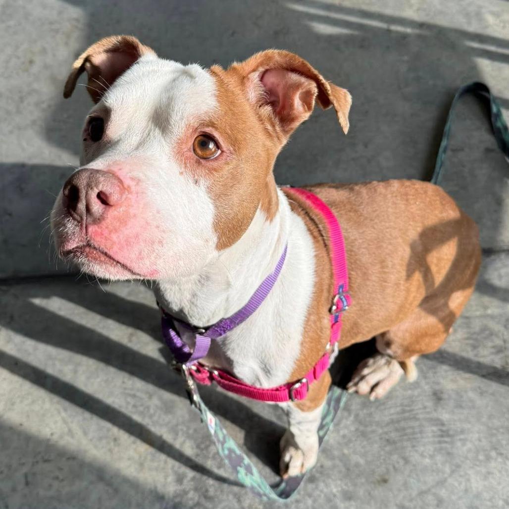 Dorothy, a Adoptable Mixed Breed in Pittsburgh, PA image 2/5