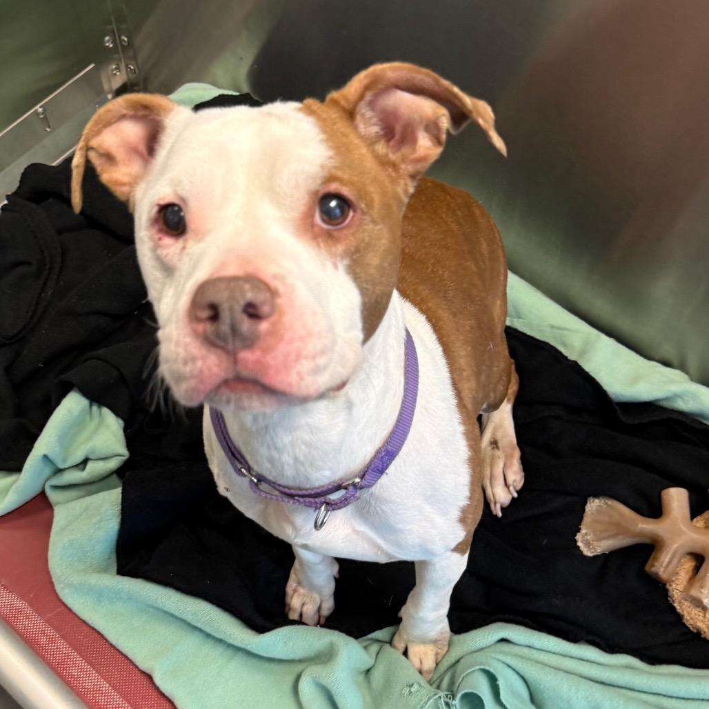 Dorothy, a Adoptable Mixed Breed in Pittsburgh, PA image 3/5