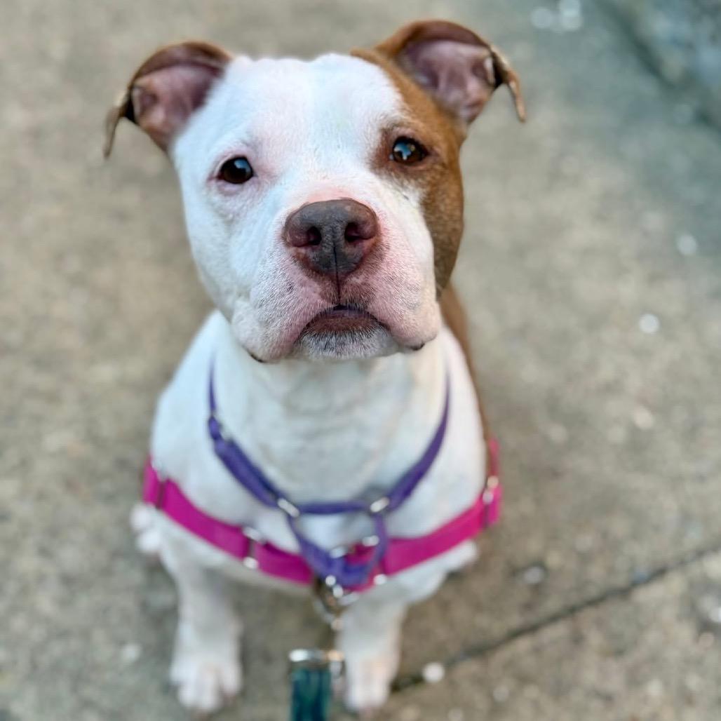 Dorothy, a Adoptable Mixed Breed in Pittsburgh, PA image 4/5