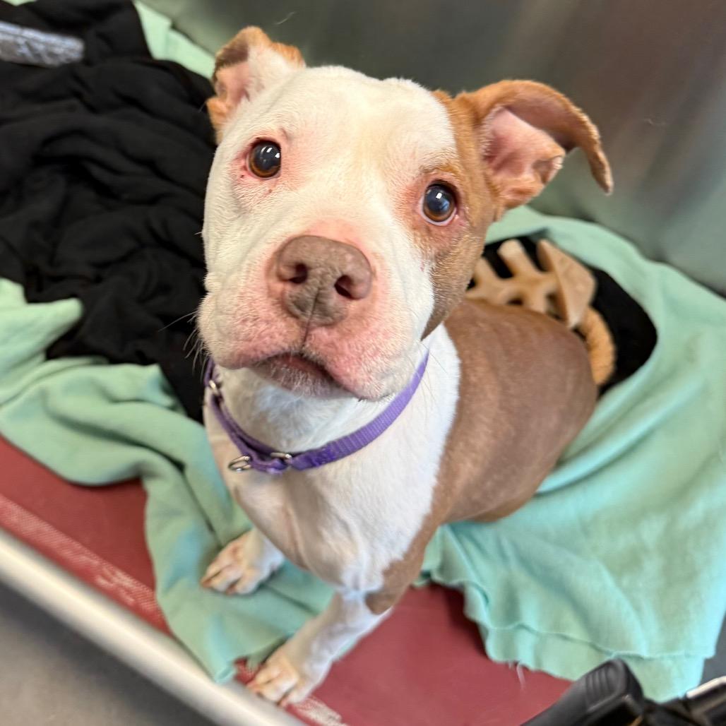 Dorothy, a Adoptable Mixed Breed in Pittsburgh, PA image 5/5