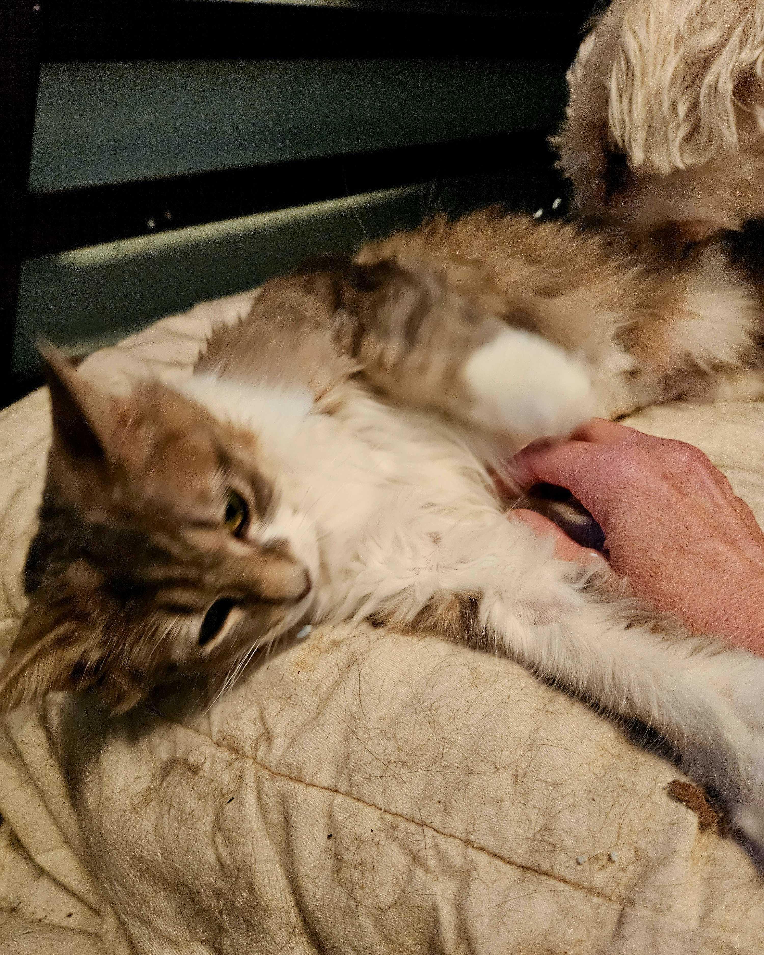 Enlarge Daffodil, a ADOPTABLE Domestic Long Hair in Wakefield, QC image 3/4