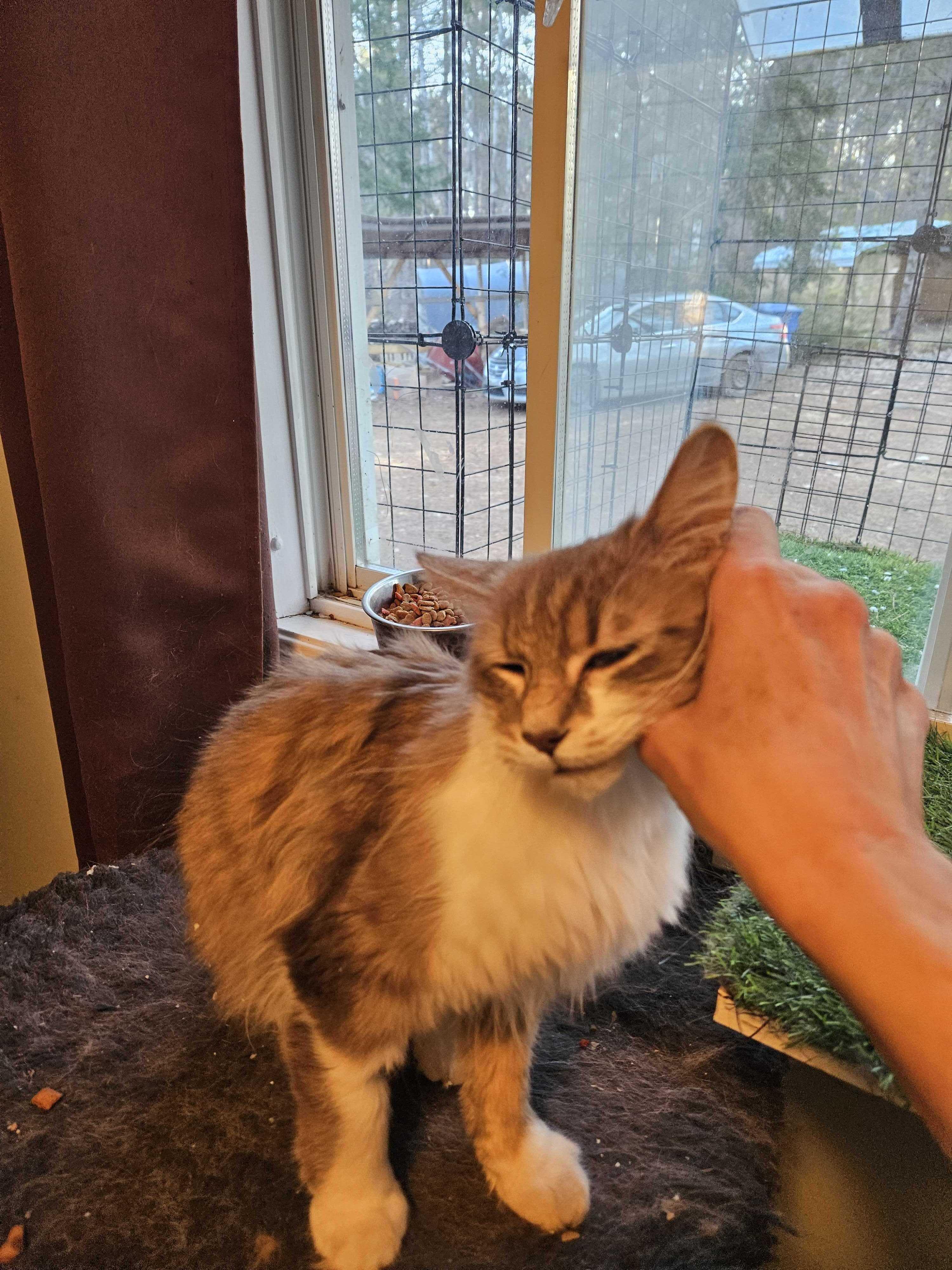 Enlarge Daffodil, a ADOPTABLE Domestic Long Hair in Wakefield, QC image 1/4