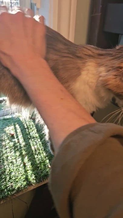 Enlarge Daffodil, a ADOPTABLE Domestic Long Hair in Wakefield, QC video 2/4