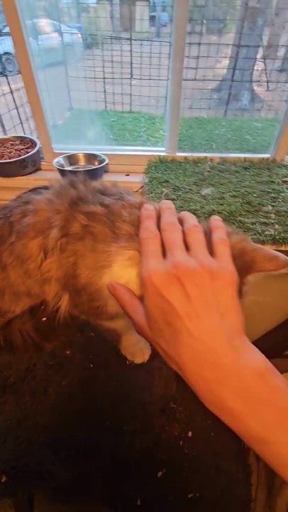 Enlarge Daffodil, a ADOPTABLE Domestic Long Hair in Wakefield, QC video 4/4