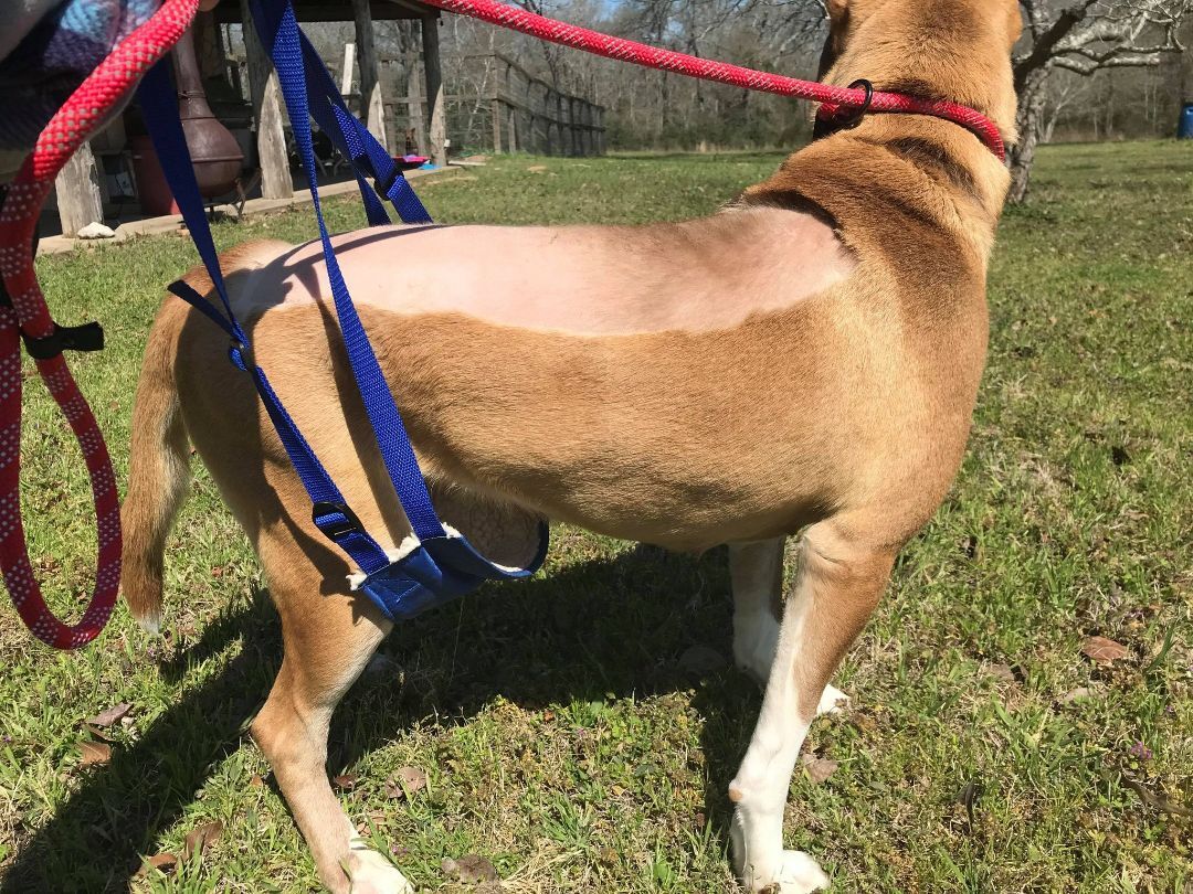 Enlarge Ginger, a Adoptable mixed breed in Hempstead, TX image 2/2