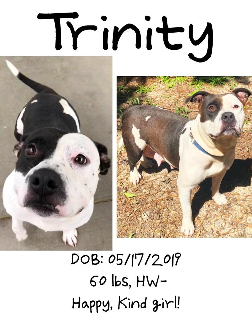 Trinity, a Adoptable mixed breed in Albany, GA image 1/6