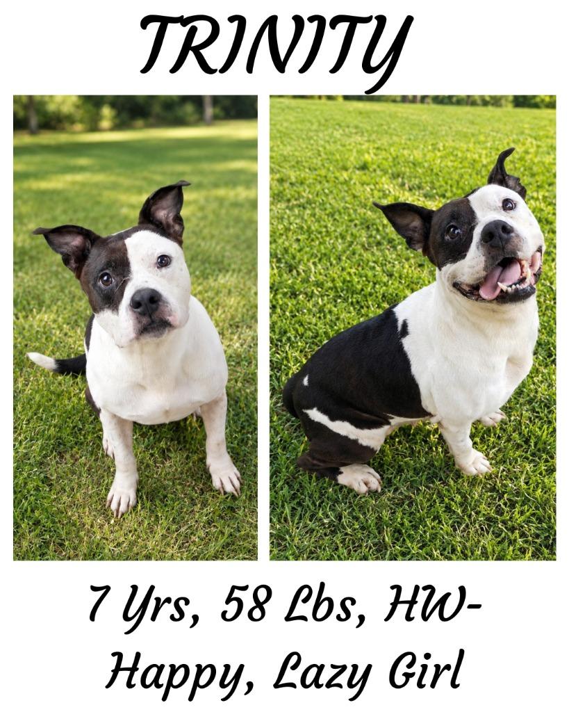 Trinity, Adoptable, Adult Female Mixed Breed.