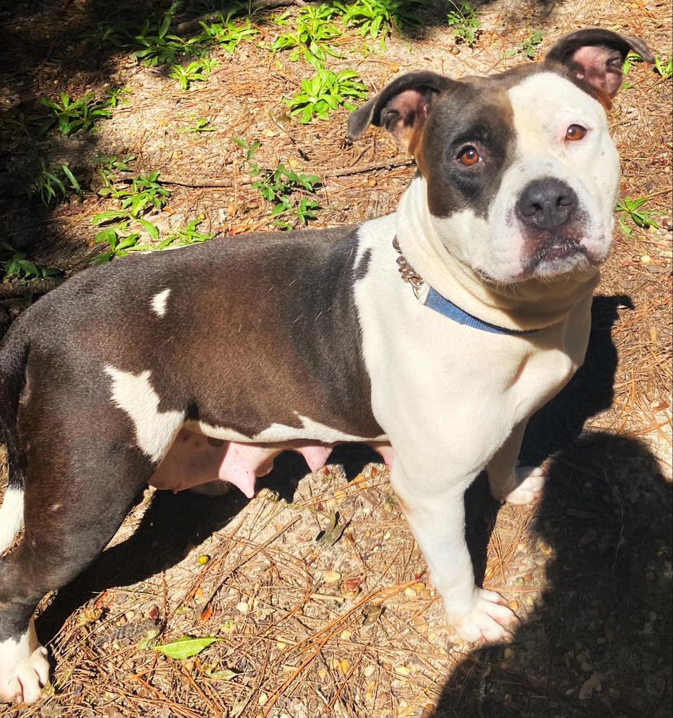 Trinity, a Adoptable mixed breed in Albany, GA image 2/6