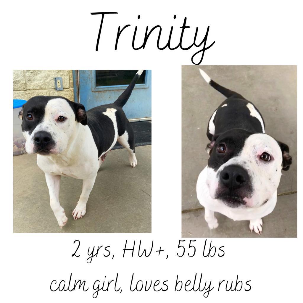 Trinity, a Adoptable mixed breed in Albany, GA image 3/6